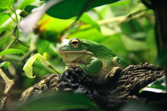 KingS Quest Frosch Fangen KingS Quest Frosch Fangen