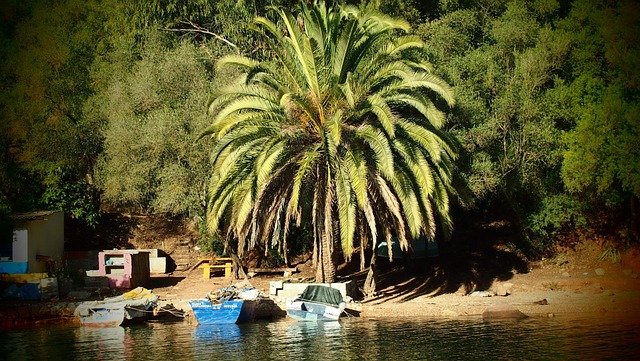 Free Palm Tree Behaves photo and picture