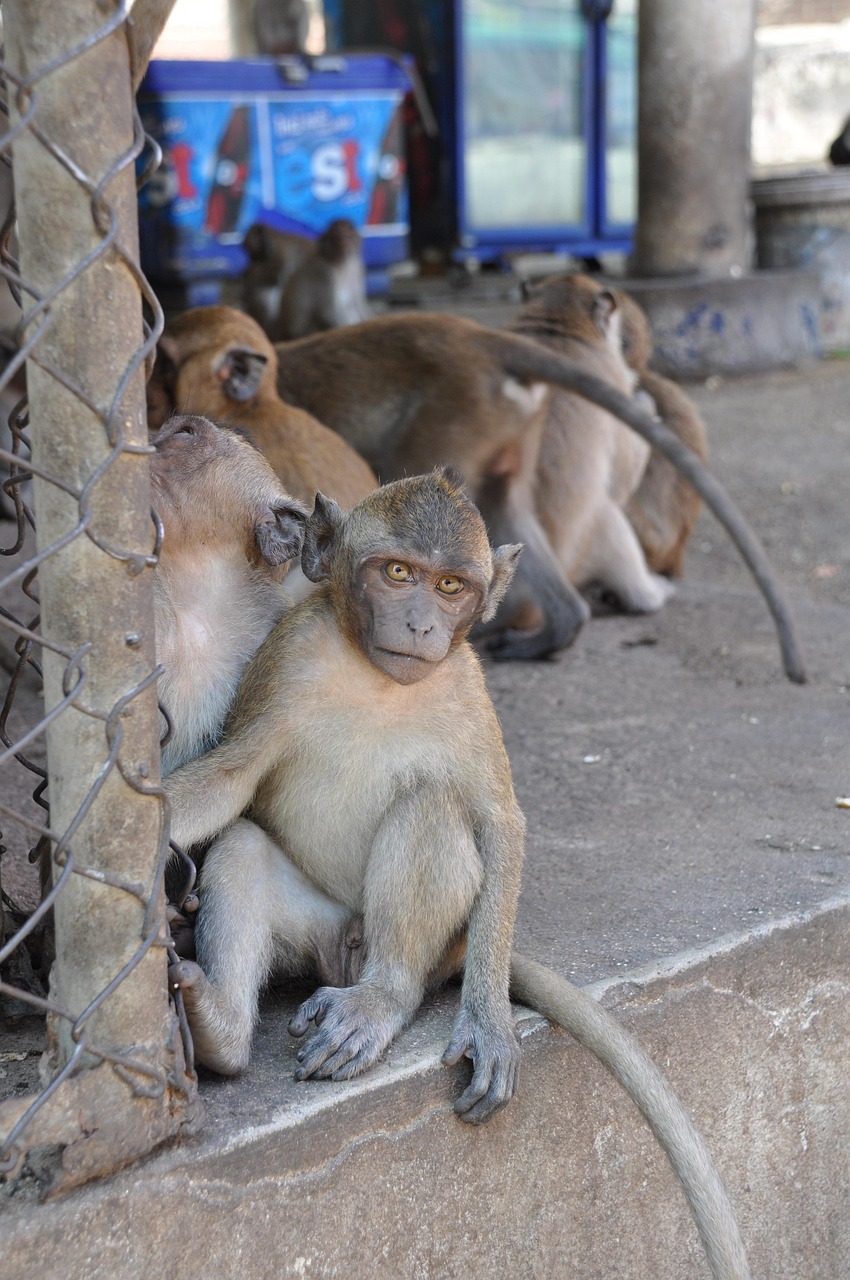 Monkey Thailand Free photo on Pixabay Pixabay