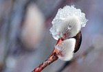 blossom, bloom, pussy willow