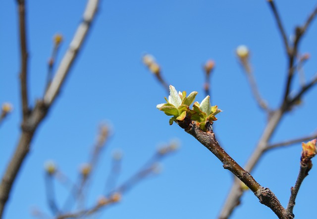 Free Bud Nature photo and picture