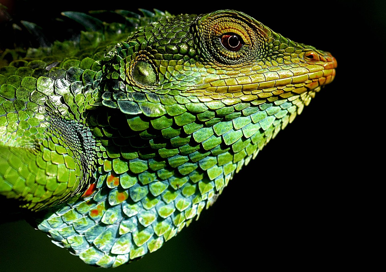 Por qué los camaleones cambian de color