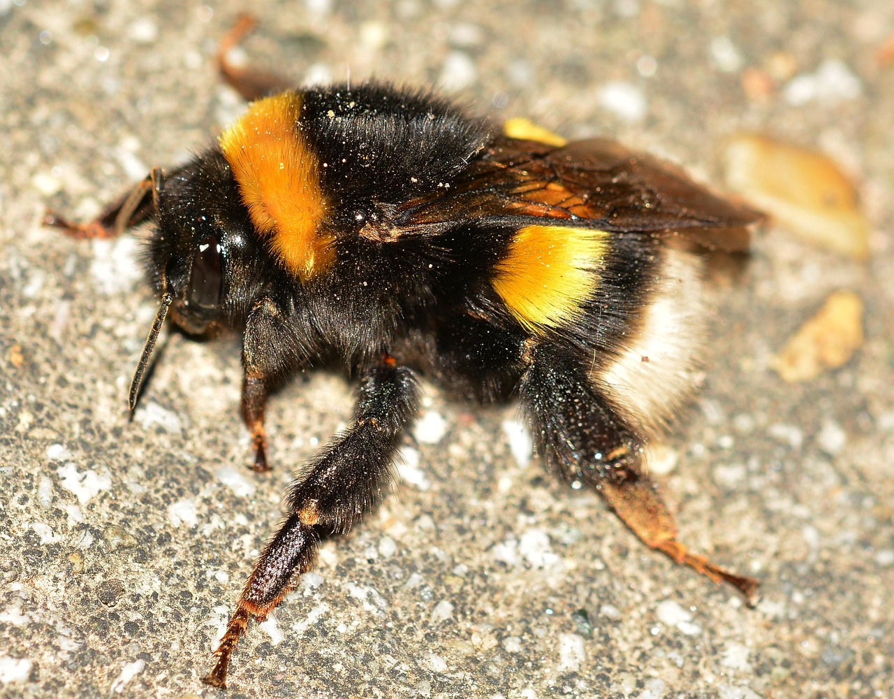 Bommel Insect Insects Bee Bombus · Free photo on Pixabay