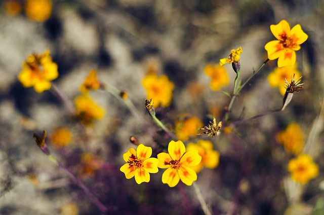 Free Flower Yellow photo and picture