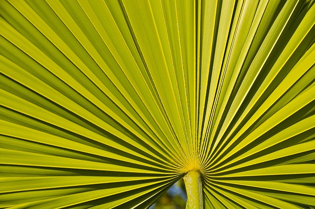 Free Line Plant photo and picture