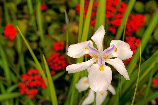 Free Flower Lily photo and picture