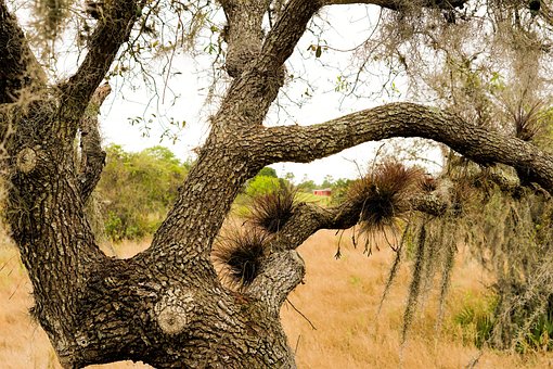 Free Tree Nature photo and picture