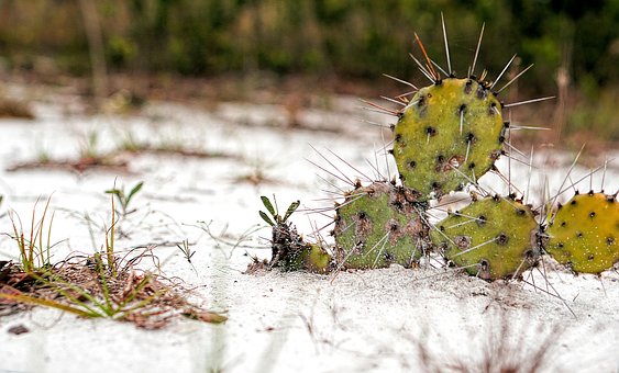 Free Plant Cactus photo and picture