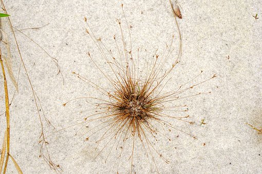 Free Plant Sand photo and picture