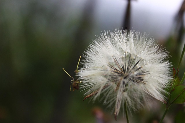 Blomst, Frisk, Fotografi, Natur
