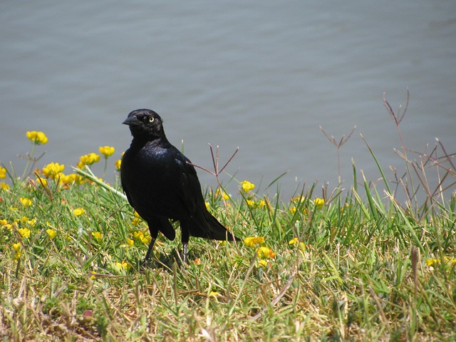 Free Blackbird Starling photo and picture