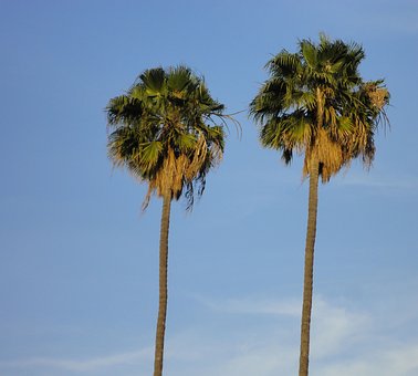 Free Palm Trees Tropical photo and picture