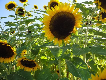 Free Sunflowers Flowers photo and picture