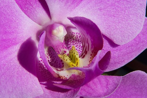 Orquídea, Naturaleza, Fondo De La Flor