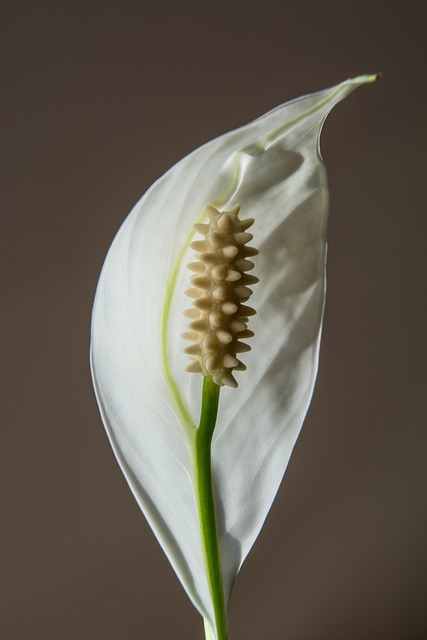 Flor, Hermosas Flores, Blanco