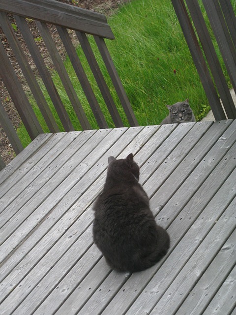 Free Grey Cat photo and picture