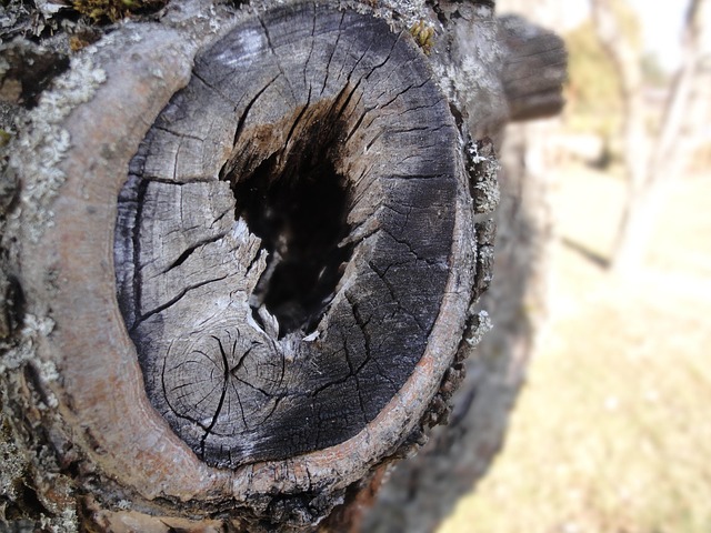 Free Strain Tree photo and picture