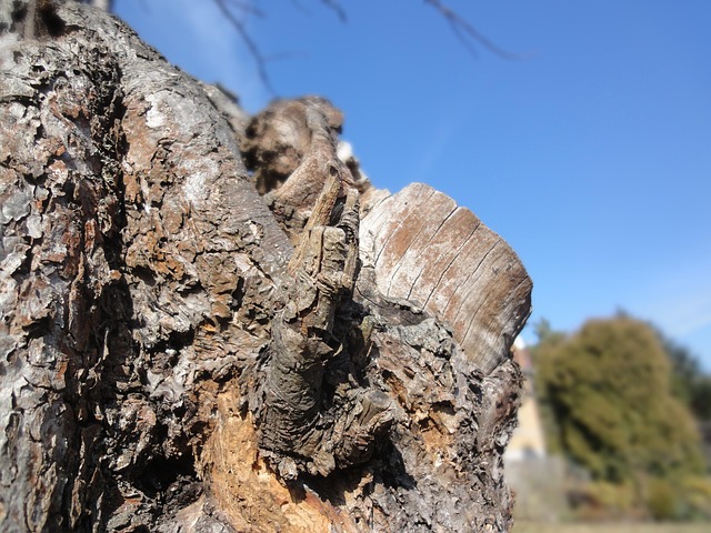 Free Tree Strain photo and picture