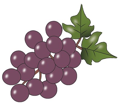 Free Grapes Fruit illustration and picture