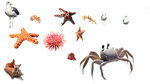 sea urchin, crab, starfish