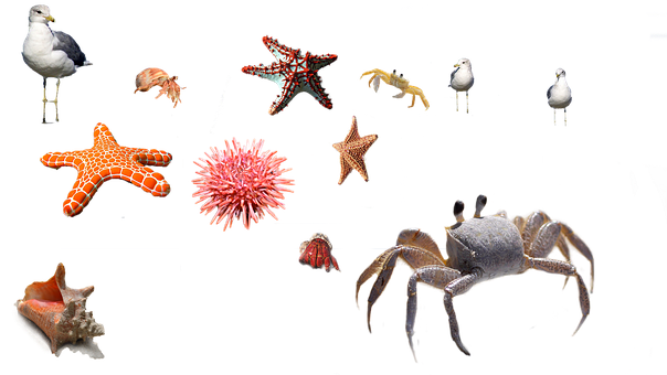 Sea Urchin, Krab, Zeester, Zee, Egel
