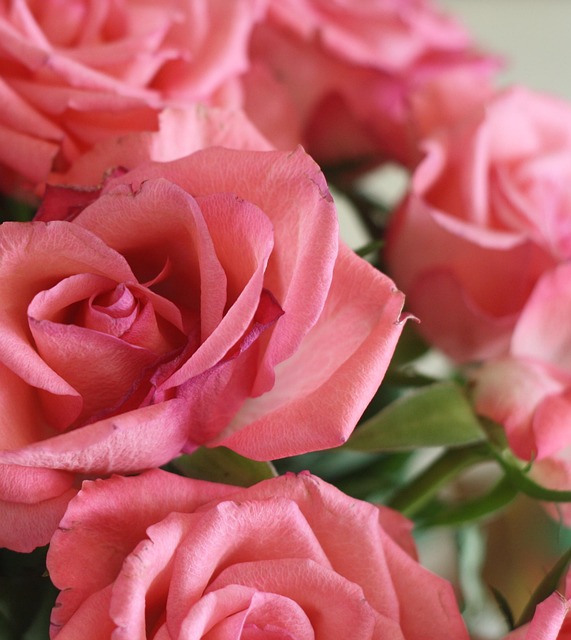Bilder Rote Rosen Rosen Garten Natur Rot - Kostenloses Foto auf Pixabay - Pixabay