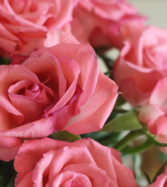 Des Roses Jardin Nature Rouge - Photo gratuite sur Pixabay - Pixabay
