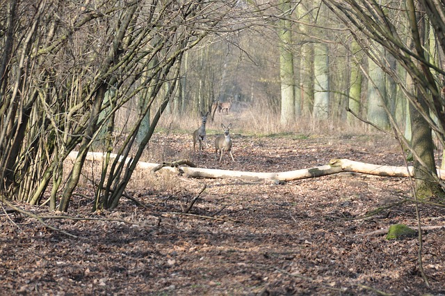 Free Deer Forest photo and picture