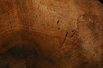 wood, structure, wood fibres