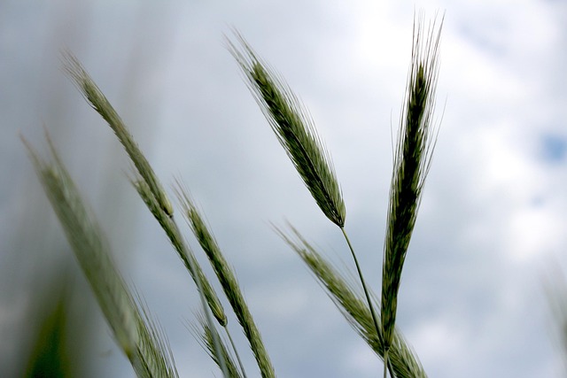 Free Grass Sky photo and picture