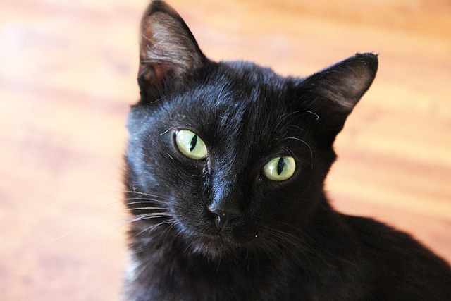 Free Cat Animal photo and picture