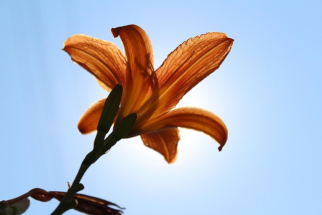 Free Flower Sky photo and picture