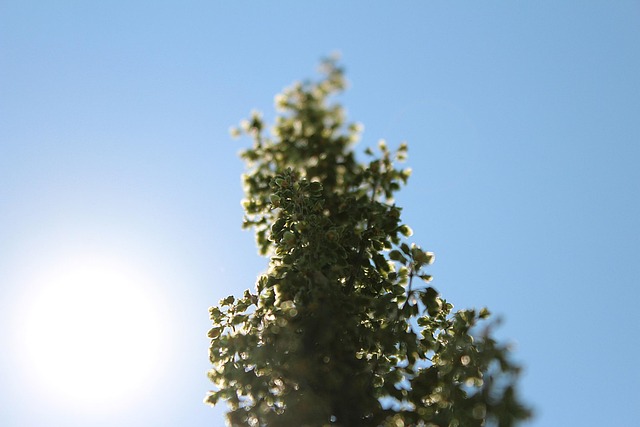 Free Grass Macro photo and picture