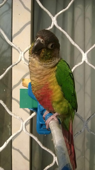Burung Kakatua Conure Foto Gratis Di Pixabay