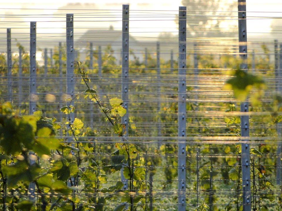 Weinrebe Pfosten Weinanbau Kostenloses Foto auf Pixabay Pixabay
