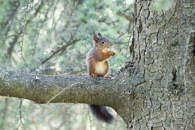 Free Squirrel Animal photo and picture