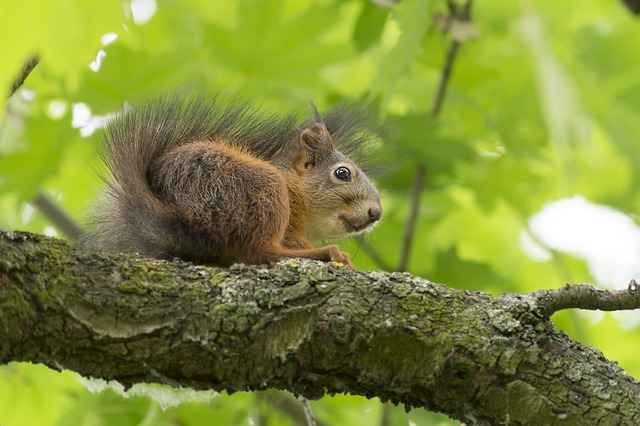 Free Squirrel Animal photo and picture