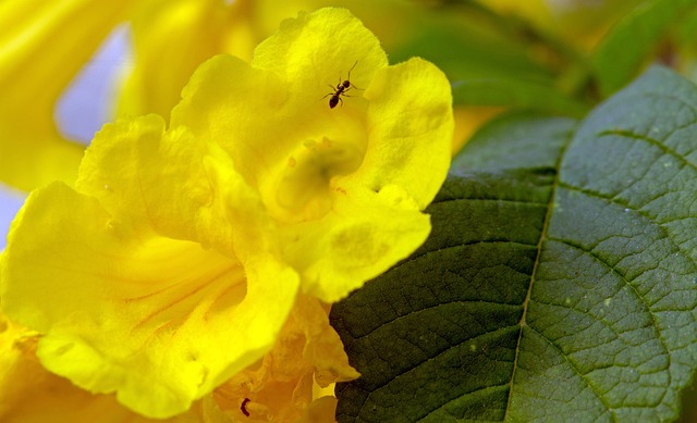 Jahreszeit, Blume, Gelb, Feder, Blüte