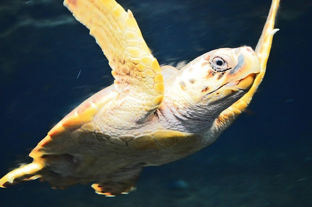 Free Turtle Animal photo and picture