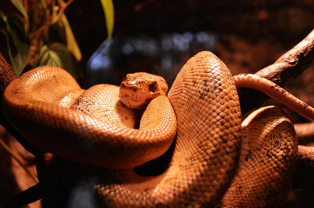 Free Snake Nature photo and picture