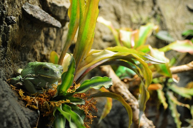 Free Frog Green photo and picture