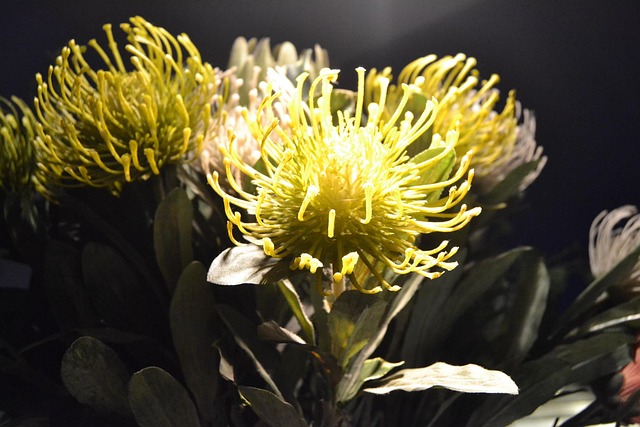 Das Protea, Flora, Exotisch