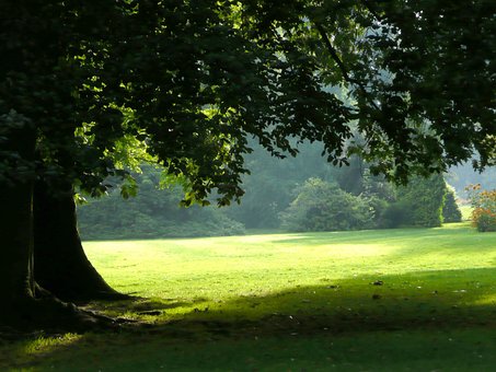 Free Tree Park photo and picture