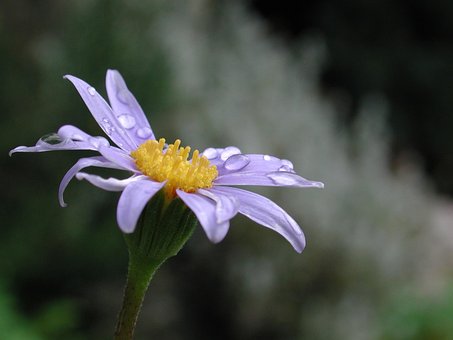 Free Agatea Celestis Rain photo and picture