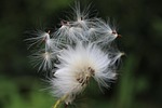 dandelion, seeds, nature