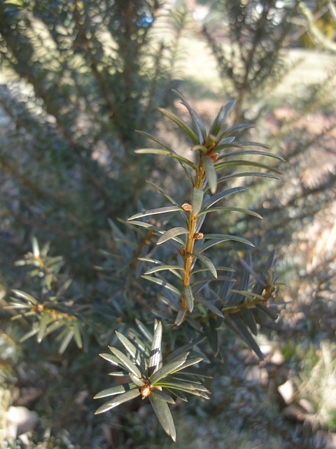 Free Branch Conifer photo and picture