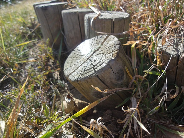 Free Plant Wood photo and picture