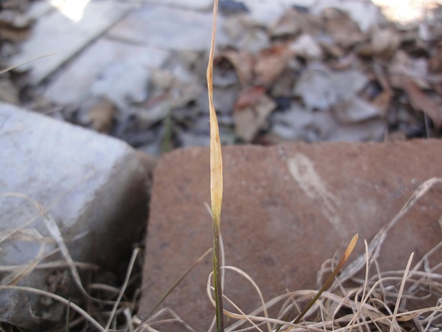 Free Blade Grass photo and picture