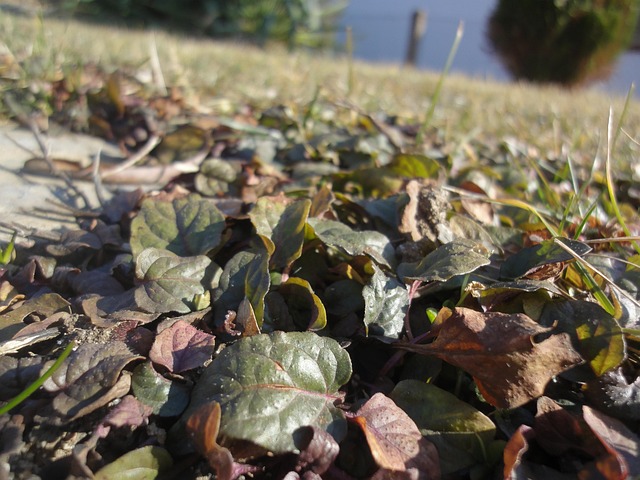 Free Grass Leaves photo and picture