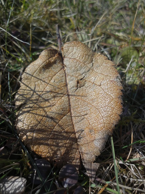 Free Blade Grass photo and picture